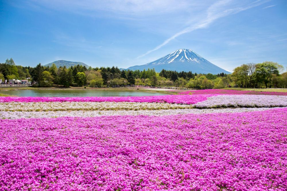 These low-growing flowers form dense, colorful carpets that appear to flow like rivers of color across the landscape, creating dreamlike scenes that epitomize Japanese spring beauty (Source: Freepik)